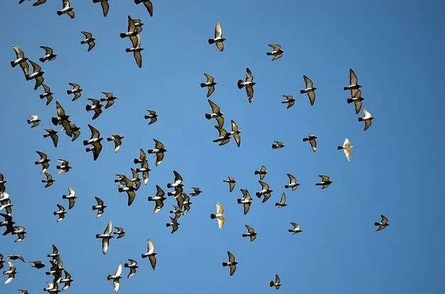 Palomas animales cielo paloma bandada de aves | Descargar Fotos gratis