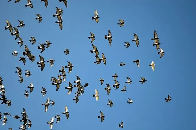 Palomas animales cielo paloma bandada de aves | Descargar Fotos gratis Palomas animales cielo paloma bandada de aves | Descargar Fotos gratis