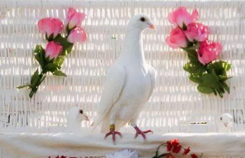 Fotos de Alquiler Palomas Blancas para Bodas - Málaga - Otros ...