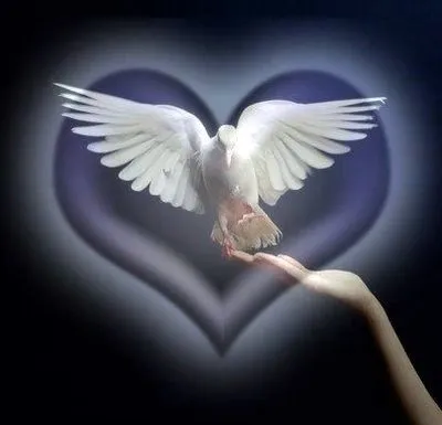 Palomas Blancas: La Paloma blanca trajo un corazón a la humanidad ...