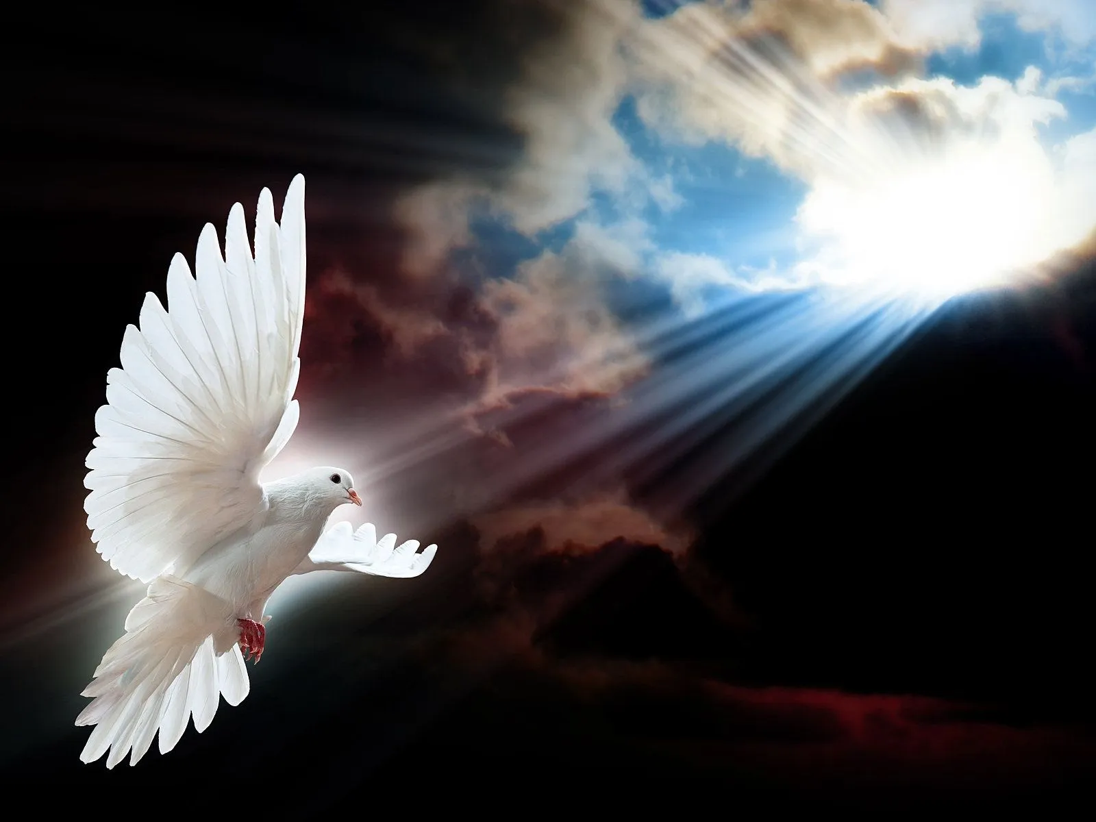 Palomas Blancas | El Significado