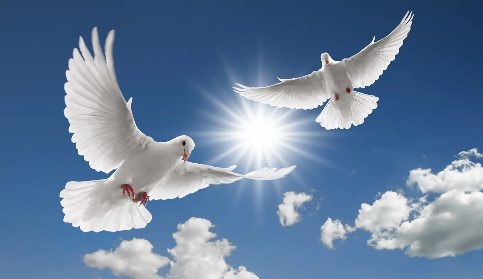 Palomas Blancas | El Significado