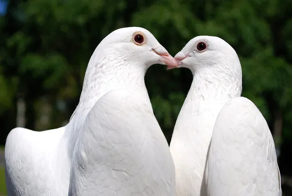 Palomas enamoradas — Foto stock © olegator1977 #1589452 Palomas enamoradas — Foto stock © olegator1977 #1589452