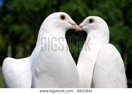 Palomas enamoradas - Imagui