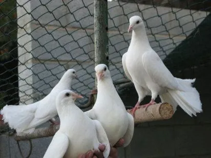 Las palomas mensajeras, un ave que ha hecho historia | Cuidar de ... Las palomas mensajeras, un ave que ha hecho historia | Cuidar de ...