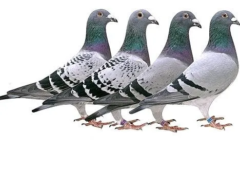 PALOMAS : PAJAROSLEO.COM