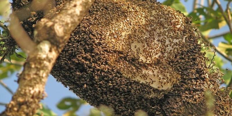panal-abejas.jpg