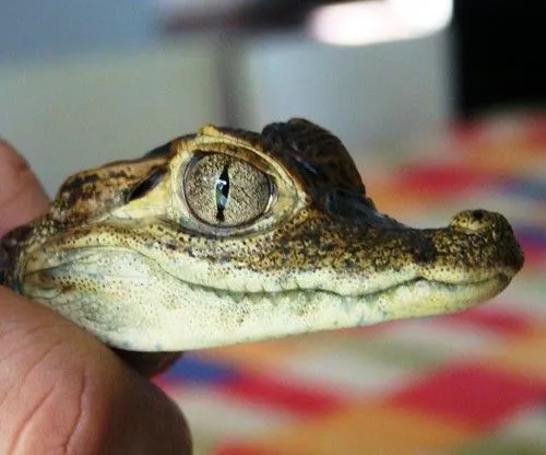 panama-crocodile-baby-cocodrilo-bebe | Flickr - Photo Sharing! panama-crocodile-baby-cocodrilo-bebe | Flickr - Photo Sharing!