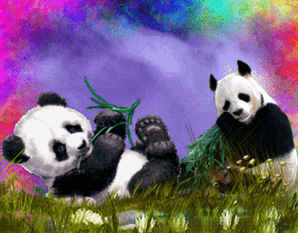 PANDA ANIMADO GIF - Imagui