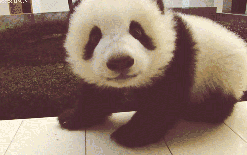 panda baby gif | Tumblr