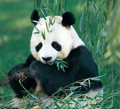 El panda gigante, una mascota querida en todo el... - PuntoCN El panda gigante, una mascota querida en todo el... - PuntoCN