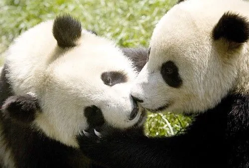 Panda Love | Writing away with Blog.com | Page 3