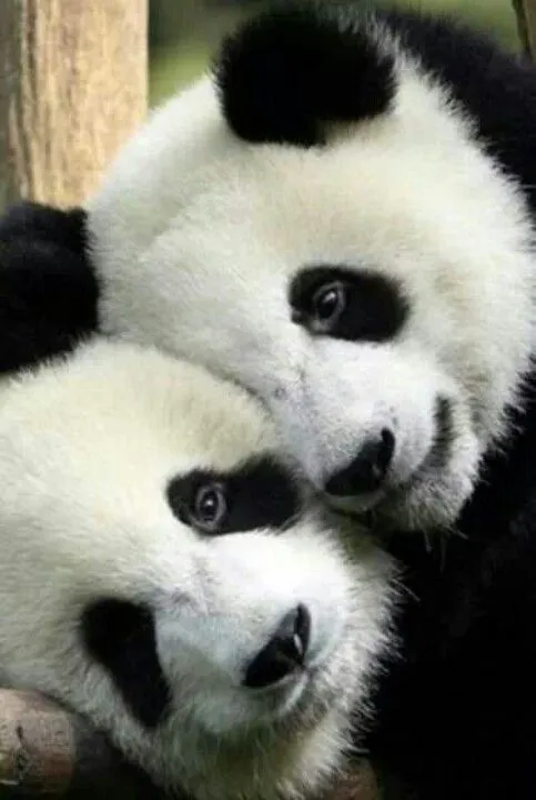 Pandas | Amores | Pinterest | Pandas and Love Pandas | Amores | Pinterest | Pandas and Love