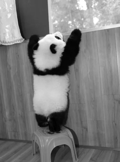 Pandas dibujos tiernos tumblr - Imagui