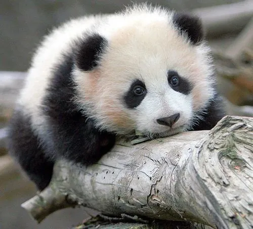 Los Pandas Informáticos (｀・ω・´)”: Los Pandas!