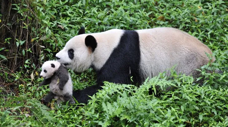 Pandas: The Journey Home | Museum of Science, Boston Pandas: The Journey Home | Museum of Science, Boston