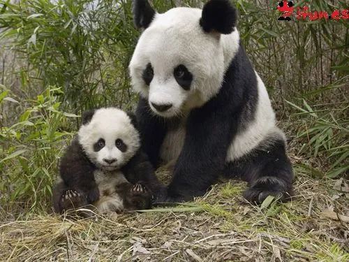 Pandas tiernos bebés - Imagui