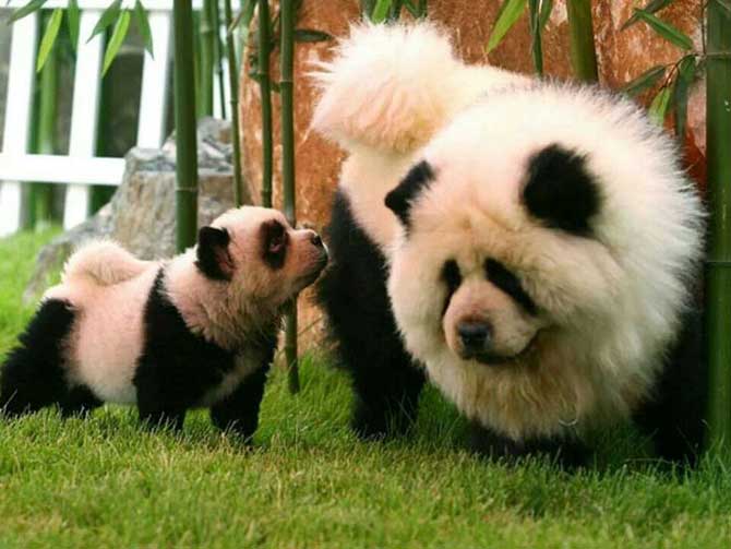 Los “pandogs” o “perros panda” hacen furor en el mundo de las ...