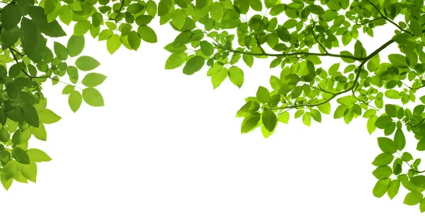 Panorámicas hojas de color verde sobre fondo blanco — Foto stock ...