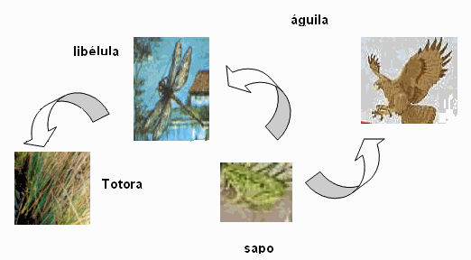 Los pantanos de villa - Monografias.com