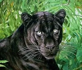 pantera animal bebe