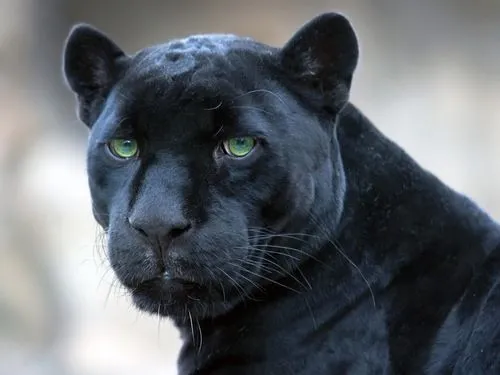 PANTERA NEGRA (@1908GALODOIDO) | Twitter