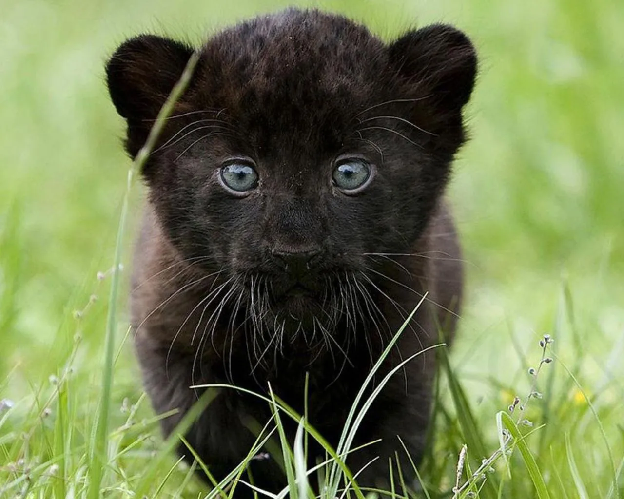 La pantera negra no existe | BioStreet