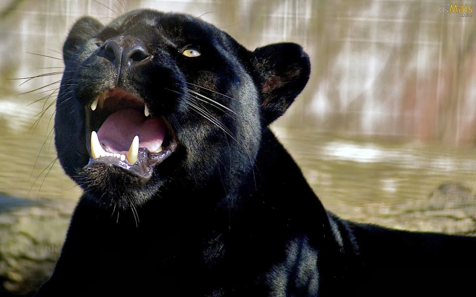 Pantera negra | Fotos de naturaleza, animales, paisajes, animadas ... Pantera negra | Fotos de naturaleza, animales, paisajes, animadas ...