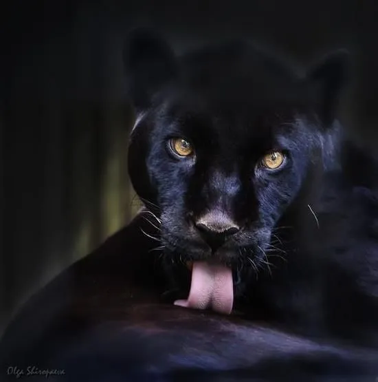 pantera negra | Panteras | Pinterest