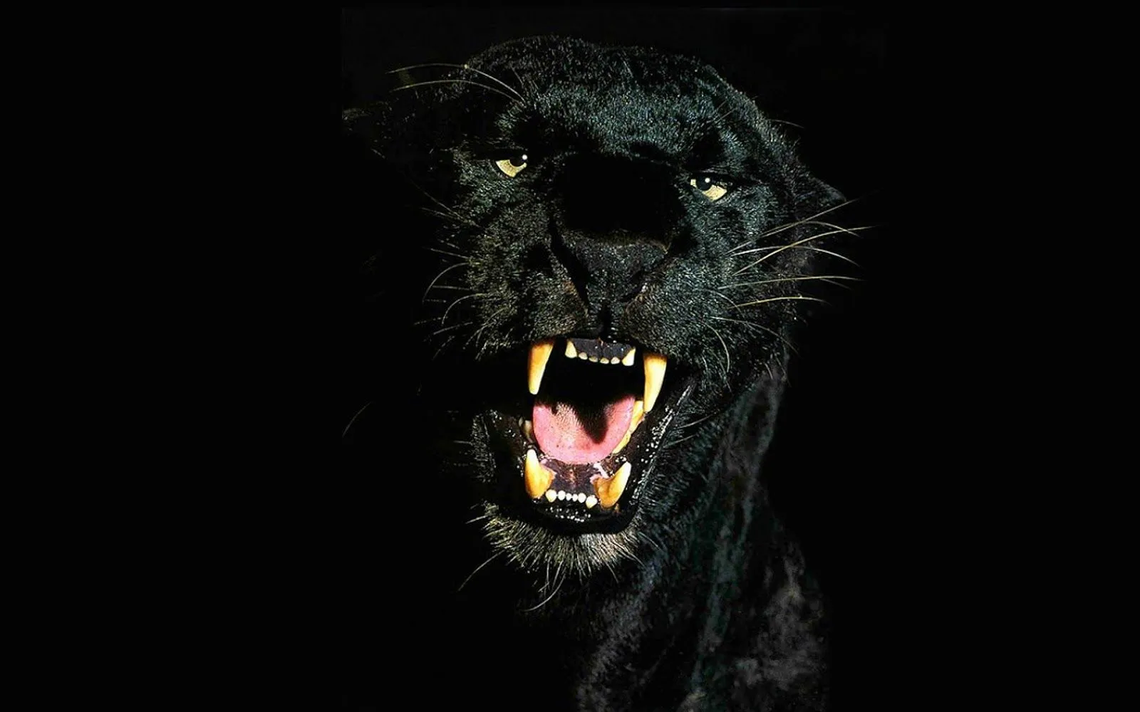 Pantera wallpapers HD | Photofusionvirtual Pantera wallpapers HD | Photofusionvirtual