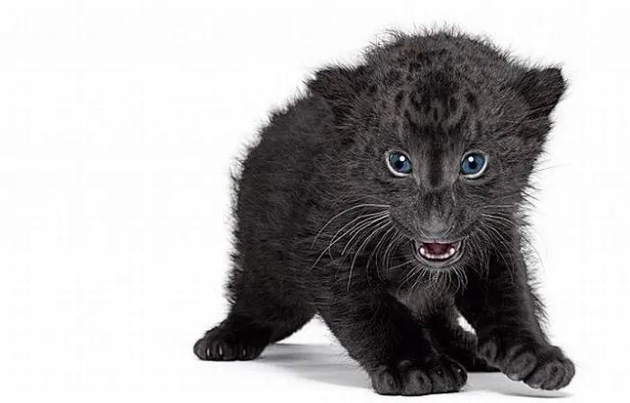 Fotografías impresionantes de animales | Blogodisea Fotografías impresionantes de animales | Blogodisea