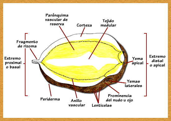Imagenes sus partes de la papa - Imagui