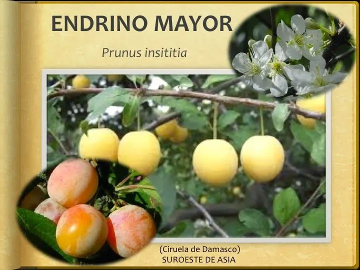 PAPÁBETO y CUCÚ: 14 FRUTAS Se añaden frutas cuyo nombre inicia con ... PAPÁBETO y CUCÚ: 14 FRUTAS Se añaden frutas cuyo nombre inicia con ...