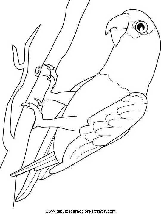 Dibujo para colorear de un papagayo - Imagui Dibujo para colorear de un papagayo - Imagui