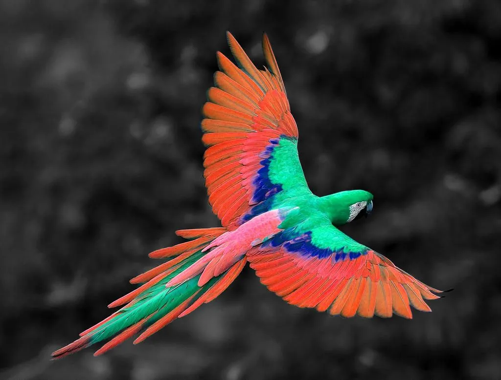Papagayo-metamorfico by locoutahraptor on DeviantArt Papagayo-metamorfico by locoutahraptor on DeviantArt