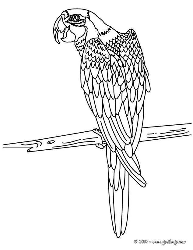 papagayo | Páginas para colorear, Páginas para colorear de animales, Dibujos papagayo | Páginas para colorear, Páginas para colorear de animales, Dibujos