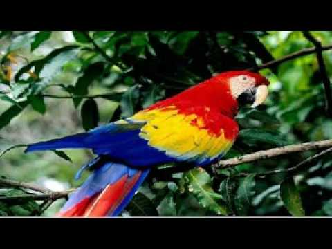 Learn and talk about Papagayos, Populated places in San Luis Province Learn and talk about Papagayos, Populated places in San Luis Province