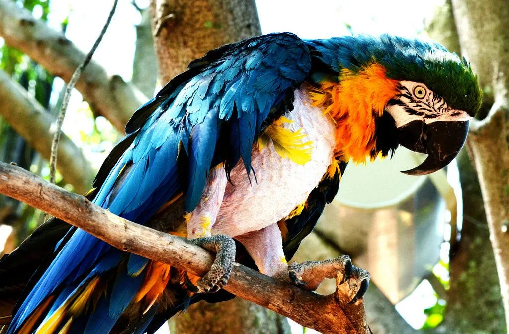 papagayos loros | Cuidar de tu mascota es facilisimo. papagayos loros | Cuidar de tu mascota es facilisimo.