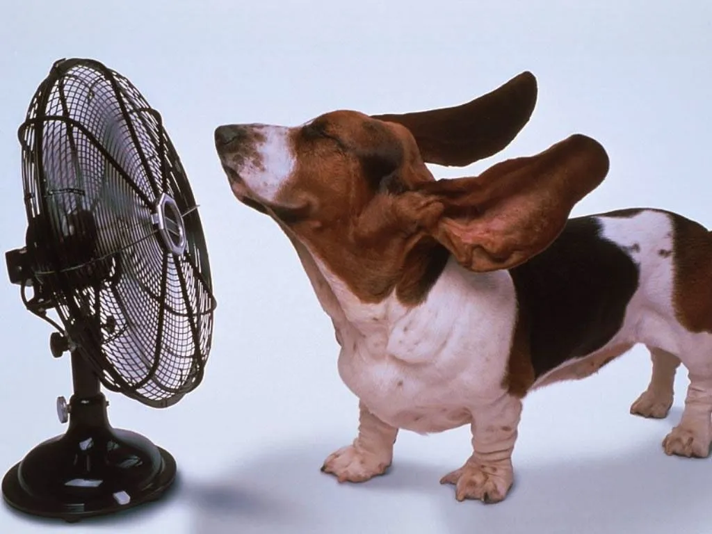 Papel de Parede Cachorro diante do Ventilador Wallpaper para Download ... Papel de Parede Cachorro diante do Ventilador Wallpaper para Download ...