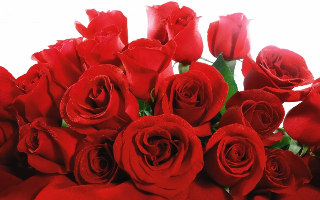 Papel de Parede de Flores, lindas! :: Dinheirotoclick Papel de Parede de Flores, lindas! :: Dinheirotoclick
