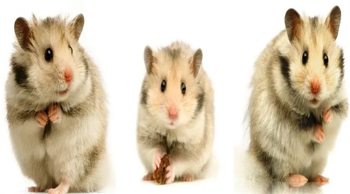 Papel de Parede para Smartphone (Hamsters) - Como cuidar do seu ...
