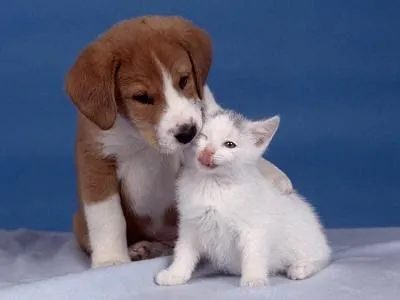 Papelera Online: Amor de perros y gatos