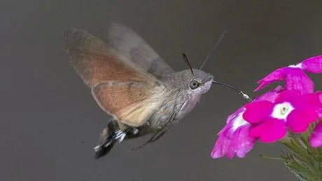 Le Papillon Sphinx Colibri | À Découvrir