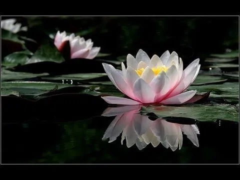 Origami - Papiroflexia Flor de Loto - YouTube Origami - Papiroflexia Flor de Loto - YouTube
