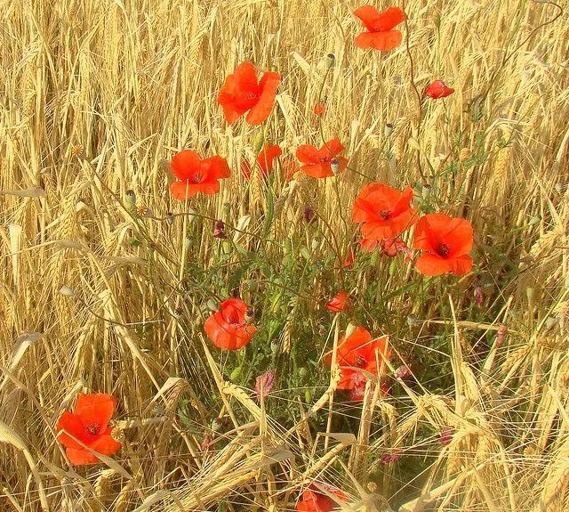Papolas no campo de trigo | Flickr - Photo Sharing! Papolas no campo de trigo | Flickr - Photo Sharing!