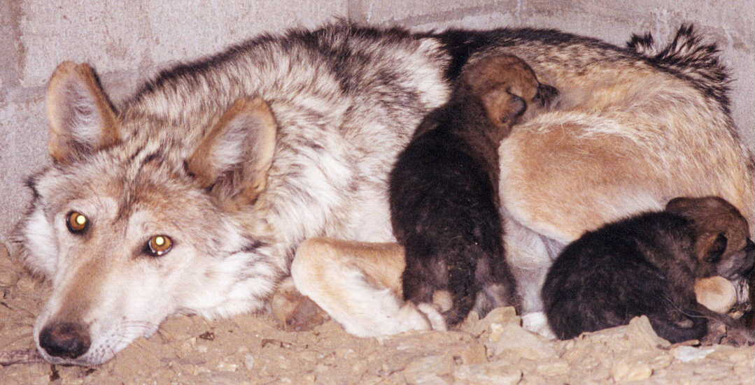 un par de fotos que representan la esperanza de que un dia el lobo ... un par de fotos que representan la esperanza de que un dia el lobo ...