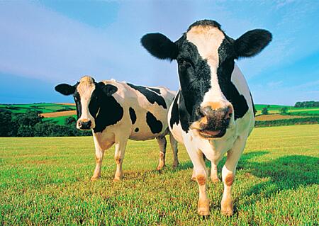 Un par de vacas | Tiempo de Nada
