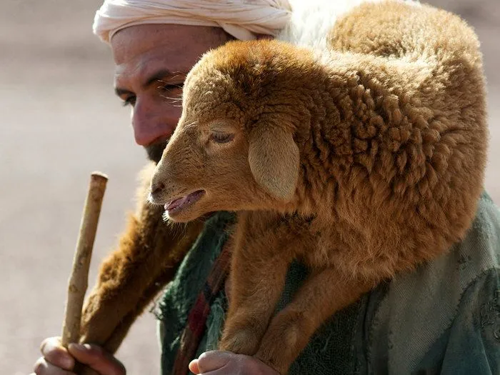 La parábola de la oveja perdida | ObreroFiel La parábola de la oveja perdida | ObreroFiel