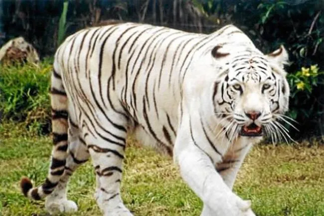 Paraguay prohíbe uso de animales silvestres en circos | Mundo ... Paraguay prohíbe uso de animales silvestres en circos | Mundo ...