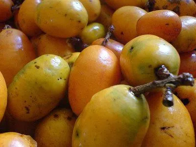 Paraíso dos Gulosos: Marmellata di caja (Geleia de caja) Paraíso dos Gulosos: Marmellata di caja (Geleia de caja)